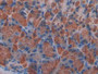 DAB staining on IHC-P; Samples: Mouse Stomach Tissue; Primary Ab: 30µg/ml Rabbit Anti-Mouse KLb Antibody Second Ab: 2µg/mL HRP-Linked Caprine Anti-Rabbit IgG Polyclonal Antibody