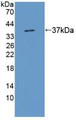 Western Blot; Sample: Recombinant KMO, Rat.