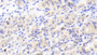 DAB staining on IHC-P; Samples: Human Stomach Tissue; Primary Ab: 20μg/ml Rabbit Anti-Human MAN1A1 Antibody Second Ab: 2µg/mL HRP-Linked Caprine Anti-Rabbit IgG Polyclonal Antibody