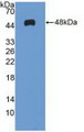 Western Blot; Sample: Recombinant MAX, Human.