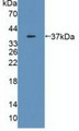 Western Blot; Sample: Recombinant MDH2, Human.