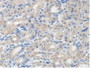 DAB staining on IHC-P; Samples: Human Stomach Tissue.