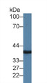 Western Blot; Sample: Porcine Cerebrum lysate; Primary Ab: 2µg/ml Rabbit Anti-Human MPI Antibody Second Ab: 0.2µg/mL HRP-Linked Caprine Anti-Rabbit IgG Polyclonal Antibody