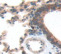 Mesothelin (Msln) Polyclonal Antibody, Cat#CAU21921