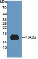 Western Blot; Sample: Recombinant MYCBP, Human.