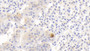 DAB staining on IHC-P; Samples: Human Adrenal gland Tissue;  Primary Ab: 20μg/ml Rabbit Anti-Human MYCBP Antibody Second Ab: 2µg/mL HRP-Linked Caprine Anti-Rabbit IgG Polyclonal Antibody 