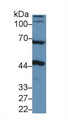 Western Blot; Sample: Rat Cerebrum lysate; Primary Ab: 1µg/ml Rabbit Anti-Human NAGa Antibody Second Ab: 0.2µg/mL HRP-Linked Caprine Anti-Rabbit IgG Polyclonal Antibody