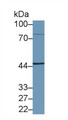 Western Blot; Sample: Human HepG2 cell lysate; Primary Ab: 1µg/ml Rabbit Anti-Human NKRF Antibody Second Ab: 0.2µg/mL HRP-Linked Caprine Anti-Rabbit IgG Polyclonal Antibody