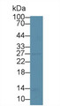 Western Blot; Sample: Mouse Liver lysate; Primary Ab: 1µg/ml Rabbit Anti-Mouse NNMT Antibody Second Ab: 0.2µg/mL HRP-Linked Caprine Anti-Rabbit IgG Polyclonal Antibody