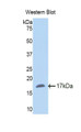 Western Blot; Sample: Recombinant protein.