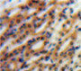 Used in DAB staining on fromalin fixed paraffin-embedded Kidney tissue