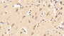 DAB staining on IHC-P; Samples: Porcine Cerebrum Tissue; Primary Ab: 10μg/ml Rabbit Anti-Human NRN1 Antibody Second Ab: 2µg/mL HRP-Linked Caprine Anti-Rabbit IgG Polyclonal Antibody