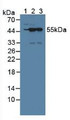 Western Blot; Sample: Lane1: Mouse Brain Tissue; Lane2: Mouse Testis Tissue; Lane3: Rat Testis Tissue.