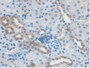 DAB staining on IHC-P; Samples: Mouse Kidney Tissue.