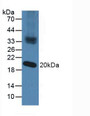 Western Blot; Sample: Mouse Testis Tissue.