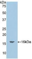 Western Blot; Sample: Recombinant OCM, Mouse.