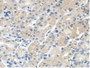 DAB staining on IHC-P; Samples: Human Stomach Tissue.