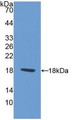 Western Blot; Sample: Recombinant PAX6, Rat.