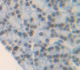 Paired Box Gene 6 (Pax6) Polyclonal Antibody, Cat#CAU21963