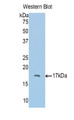 Western Blot; Sample: Recombinant protein.