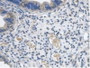 DAB staining on IHC-P; Samples: Mouse Uterus Tissue.