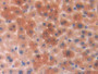DAB staining on IHC-P; Samples: Mouse Liver Tissue; Primary Ab: 20µg/ml Rabbit Anti-Mouse PGP Antibody Second Ab: 2µg/mL HRP-Linked Caprine Anti-Rabbit IgG Polyclonal Antibody