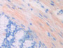 DAB staining on IHC-P; Samples: Mouse Large Intestine Tissue