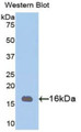 Western Blot; Sample: Recombinant protein.