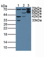 Western Blot; Sample: Lane1: Porcine Liver Tissue; Lane2: Porcine Heart Tissue; Lane3: Mouse Liver Tissue.