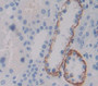 Plexin B1 (Plxnb1) Polyclonal Antibody, Cat#CAU21986