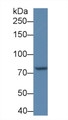 Western Blot; Sample: BXPC3 cell lysate; Primary Ab: 1μg/ml Rabbit Anti-Mouse POSTN Antibody; Second Ab: 0.2µg/mL HRP-Linked Caprine Anti-Rabbit IgG Polyclonal Antibody;