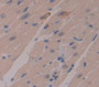 Periostin (Postn) Polyclonal Antibody, Cat#CAU21993