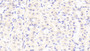 DAB staining on IHC-P; Samples: Human Stomach Tissue;  Primary Ab: 20μg/ml Rabbit Anti-Human PPL Antibody Second Ab: 2µg/mL HRP-Linked Caprine Anti-Rabbit IgG Polyclonal Antibody 