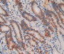 DAB staining on IHC-P; Samples: Human Stomach Tissue.