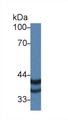 Western Blot; Sample: Human A375 cell lysate; Primary Ab: 1µg/ml Rabbit Anti-Human PSG2 Antibody Second Ab: 0.2µg/mL HRP-Linked Caprine Anti-Rabbit IgG Polyclonal Antibody