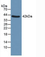 Western Blot; Sample: Human Uterus.