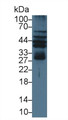 Western Blot; Sample: Human Hela cell lysate; ; Primary Ab: 3µg/ml Rabbit Anti-Rat RAGE Antibody; Second Ab: 0.2µg/mL HRP-Linked Caprine Anti-Rabbit IgG Polyclonal Antibody;