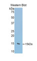 Western Blot; Sample: Recombinant protein.