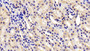 DAB staining on IHC-P. Samples: Rat Tissue)