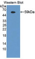 Western Blot; Sample: Recombinant protein.