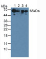 Western Blot; Sample: Lane1: Human Serum; Lane2: Human Jurkat Cells; Lane3: Human Urine; Lane4: Porcine Skin Tissue.