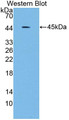 Western Blot; Sample: Recombinant protein.