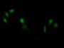 FITC staining on IF; Samples: Human HepG2 Cells;  Primary Ab: 20µg/ml Rabbit Anti-Rat SCARB1 Antibod