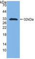 Western Blot; Sample: Recombinant SFN, Mouse.