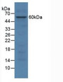 Western Blot; Sample: Human HepG2 Cells.