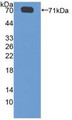 Western Blot; Sample: Recombinant SGSH, Human.