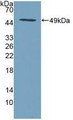 Western Blot; Sample: Recombinant SPINT2, Human.