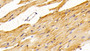 DAB staining on IHC-P; Samples: Mouse Cardiac Muscle Tissue; Primary Ab: 10μg/ml Rabbit Anti-Mouse SPR Antibody Second Ab: 2µg/mL HRP-Linked Caprine Anti-Rabbit IgG Polyclonal Antibody