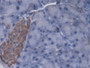 DAB staining on IHC-P; Samples: Mouse Pancreas Tissue;  Primary Ab: 20µg/ml Rabbit Anti-Mouse SPTLC2