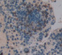 Signal Transducing Adaptor Protein 1 (Stap1) Polyclonal Antibody, Cat#CAU22054